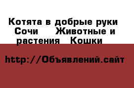 Котята в добрые руки (Сочи) -  Животные и растения » Кошки   